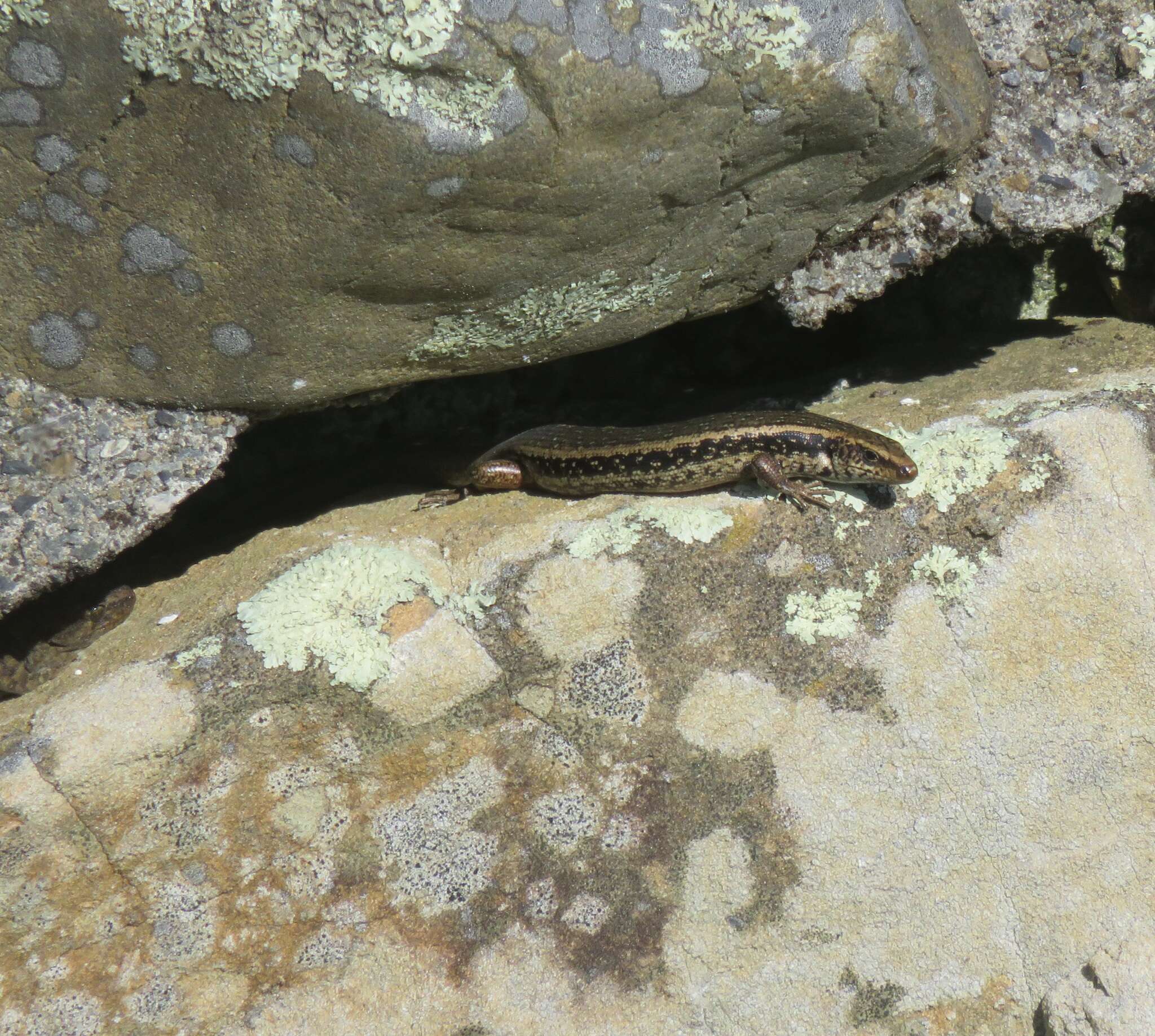 Image of Northern Spotted Skink