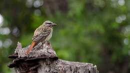 Image of Sulphur-bellied Flycatcher