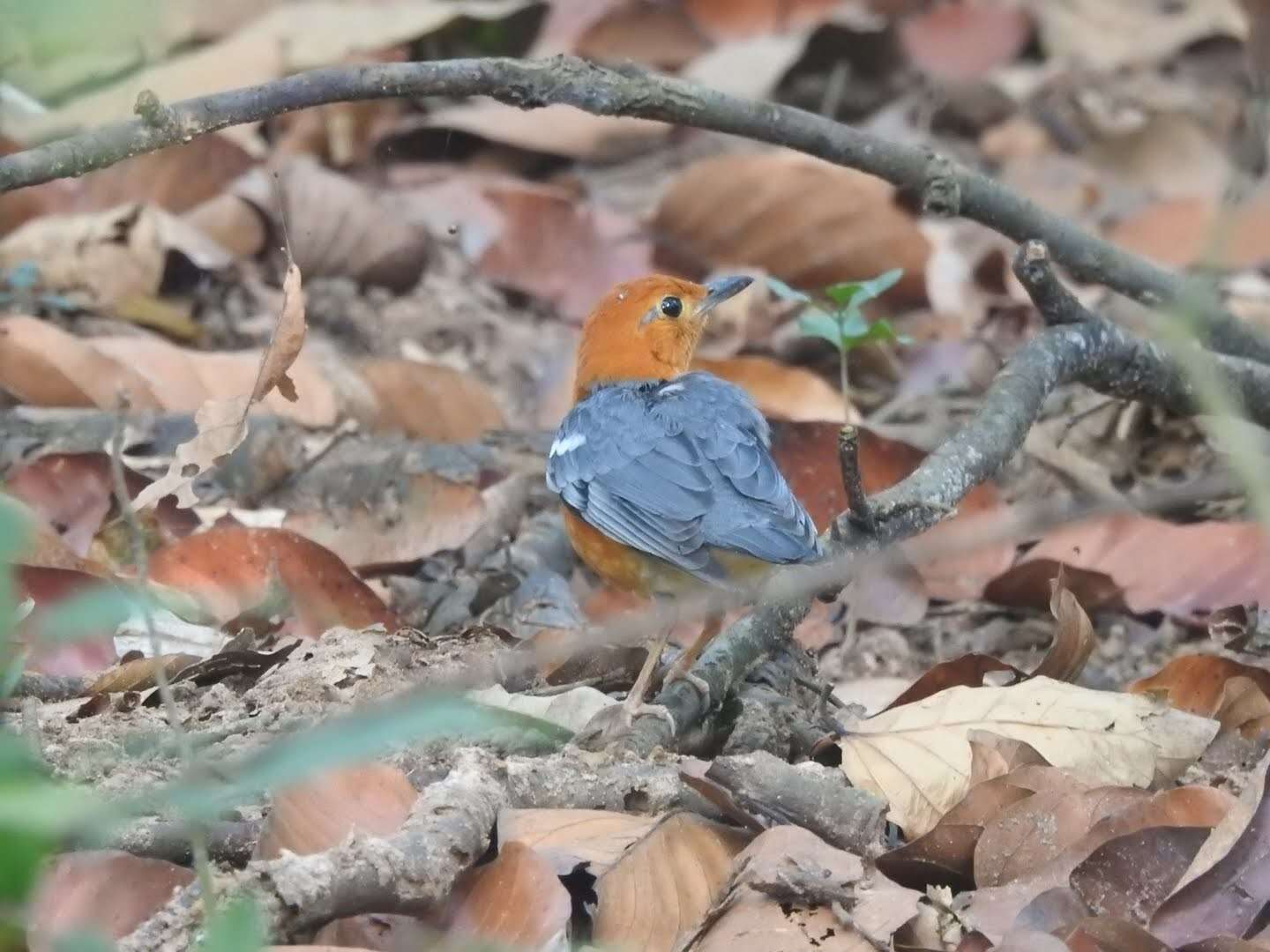 Image of Orange-headed Thrush