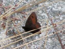 Image of Erebia rhodopensis Elwes 1900