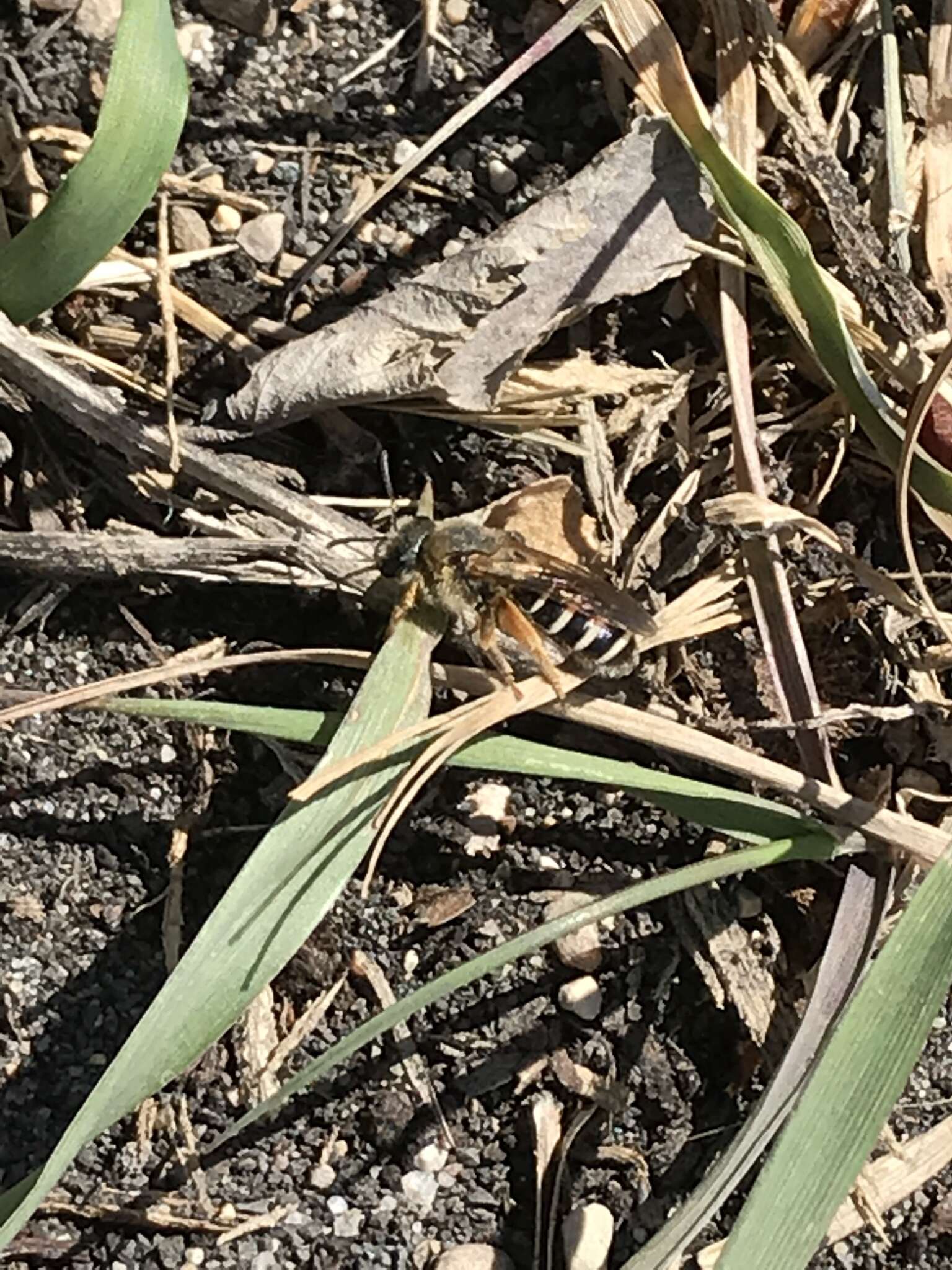 Image of Orange-legged furrow bee