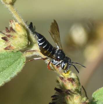 Image of Coelioxys mexicanus Cresson 1878