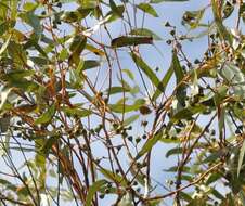 Image of Eucalyptus albida Maiden & Blakely