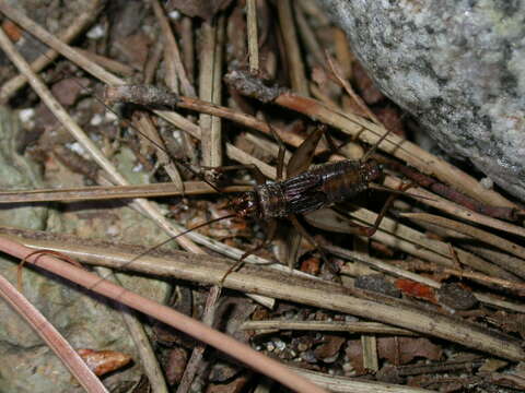 Image de Petaloptila