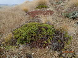 Veronica hectorii subsp. coarctata (Cheesem.) Garn.-Jones resmi