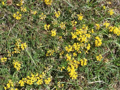 Image of Horseshoe-vetch