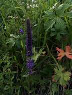 Image of Veronica spicata subsp. porphyriana (Pavl.) A. Jelen.