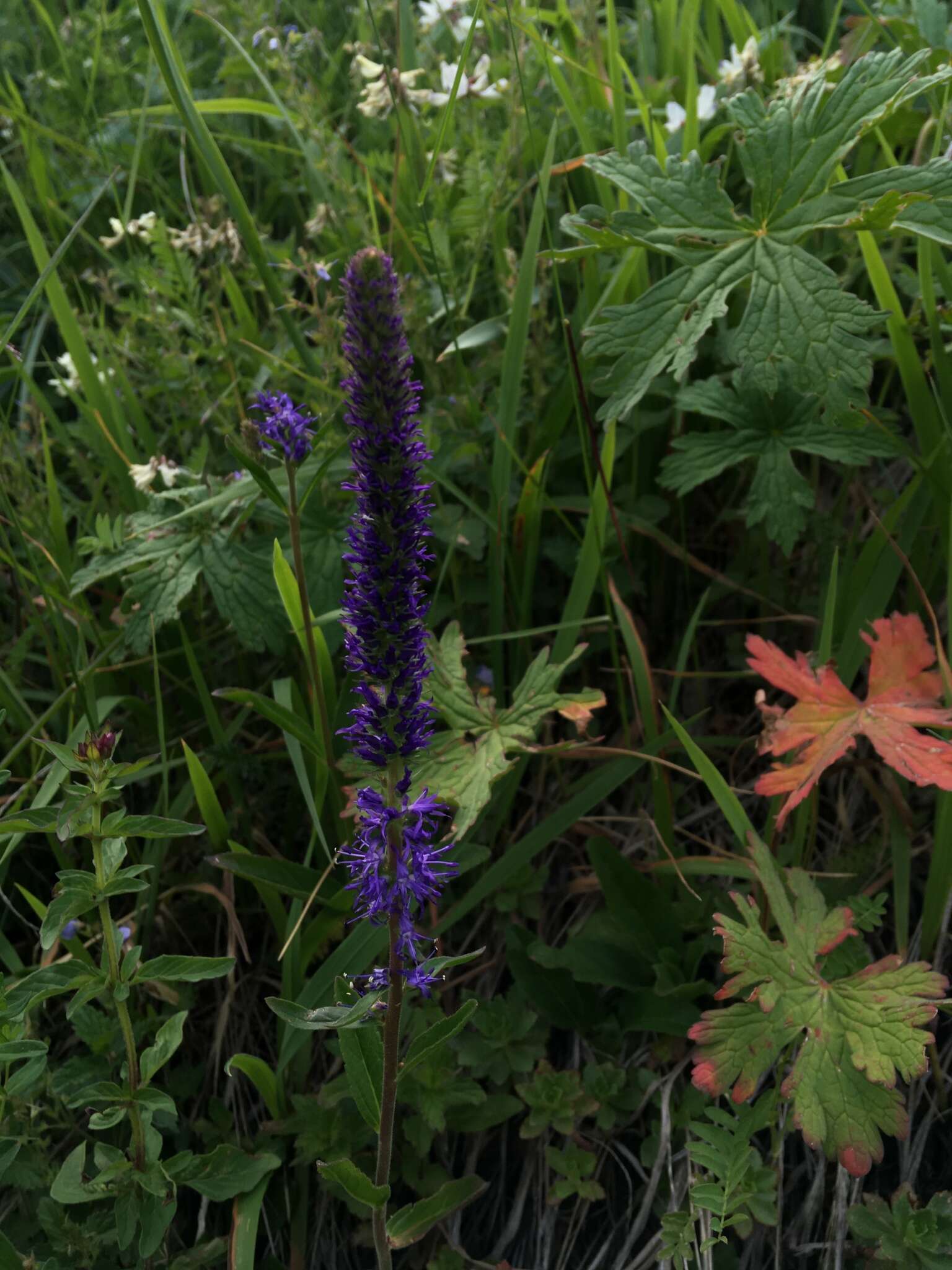 Image of Veronica spicata subsp. porphyriana (Pavl.) A. Jelen.