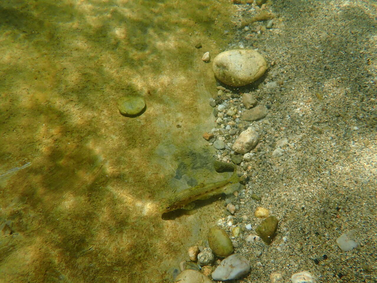 Image of Languedoc gudgeon