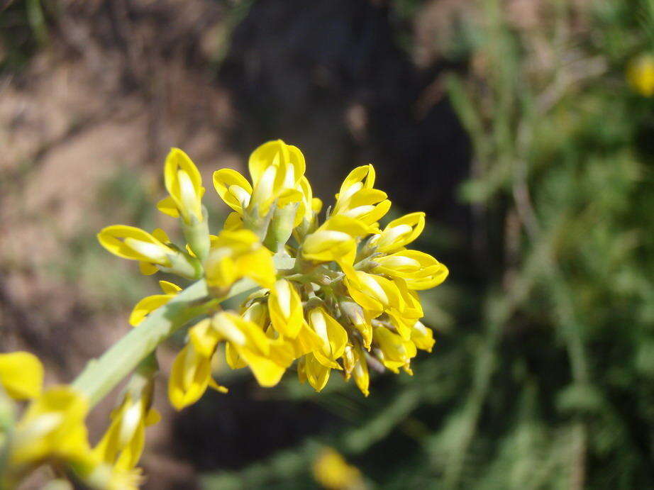 Image of Lebeckia gracilis Eckl. & Zeyh.