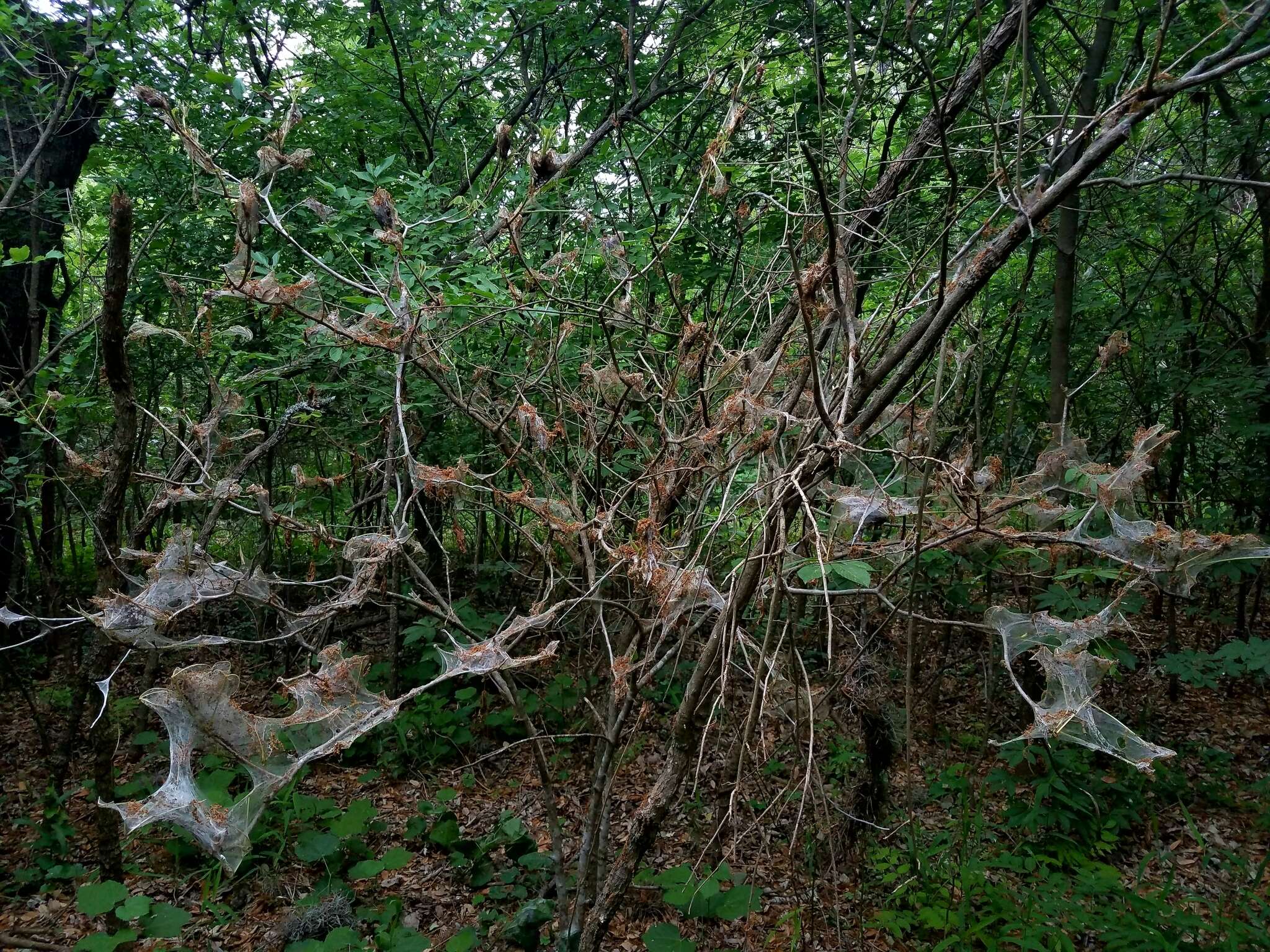 Image of Southern Ugly-nest Caterpillar Moth