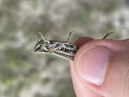 Image of Orphulella speciosa (Scudder & S. H. 1862)