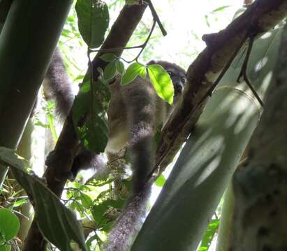 Image of Sambirano Bamboo Lemur