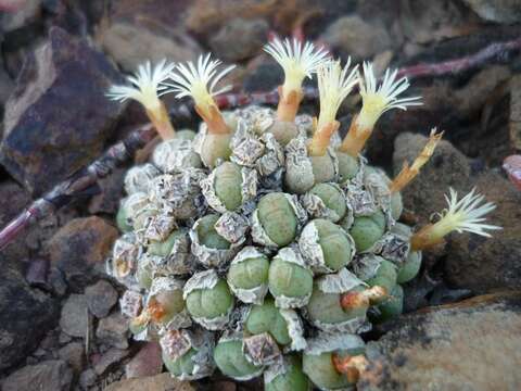 Image of button plants