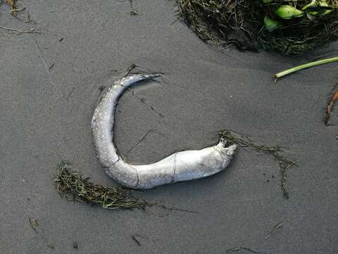 Image of Spottail moray