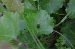 صورة Lebia (Lamprias) chlorocephala (J. J. Hoffmann 1803)