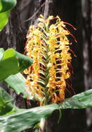 Слика од Hedychium gardnerianum Sheppard ex Ker Gawl.