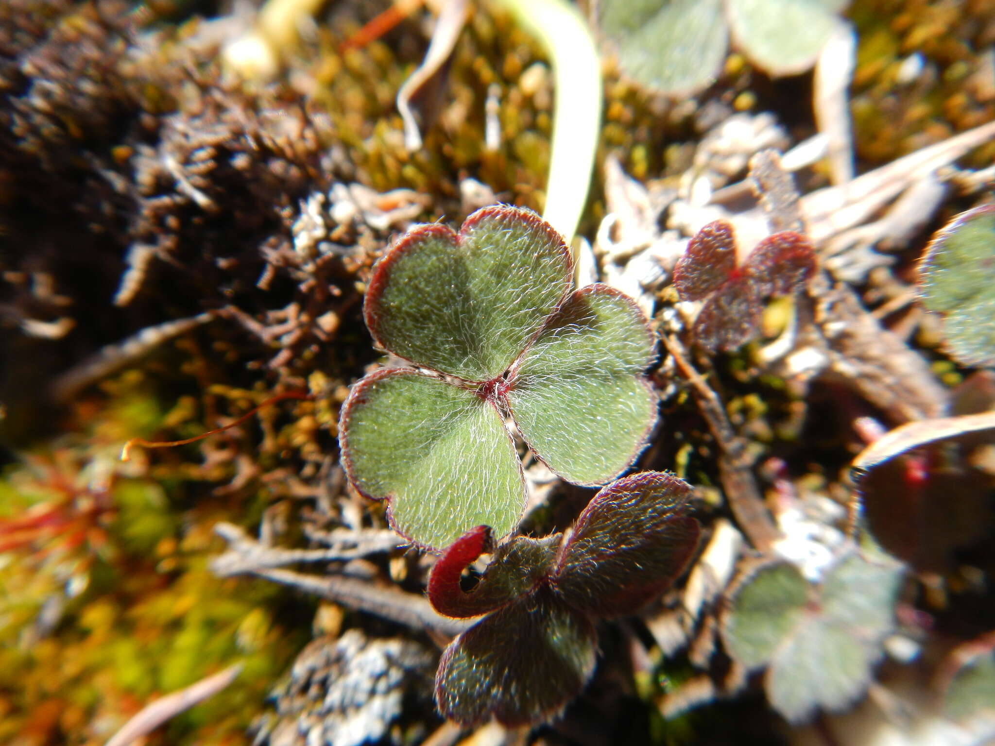 Image of Oxalis eckloniana C. Presl