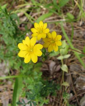 Image de Blackstonia perfoliata subsp. perfoliata