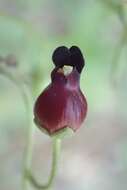 Imagem de Scrophularia atrata Pennell