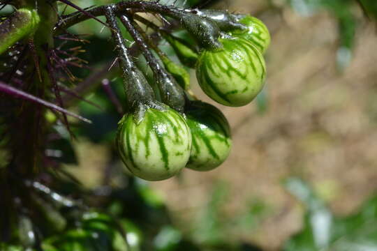 Imagem de Solanum atropurpureum Schrank