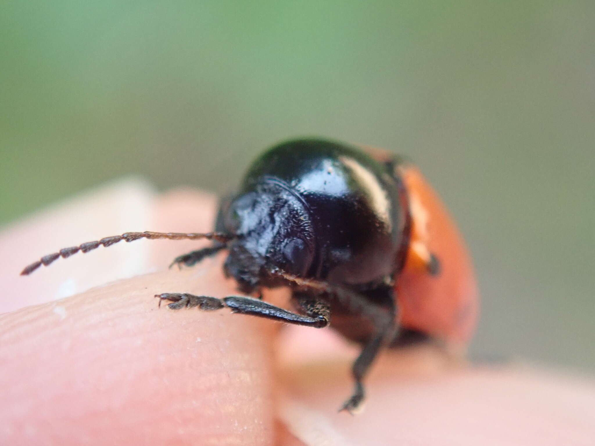 Sivun <i>Cryptocephalus trimaculatus</i> kuva