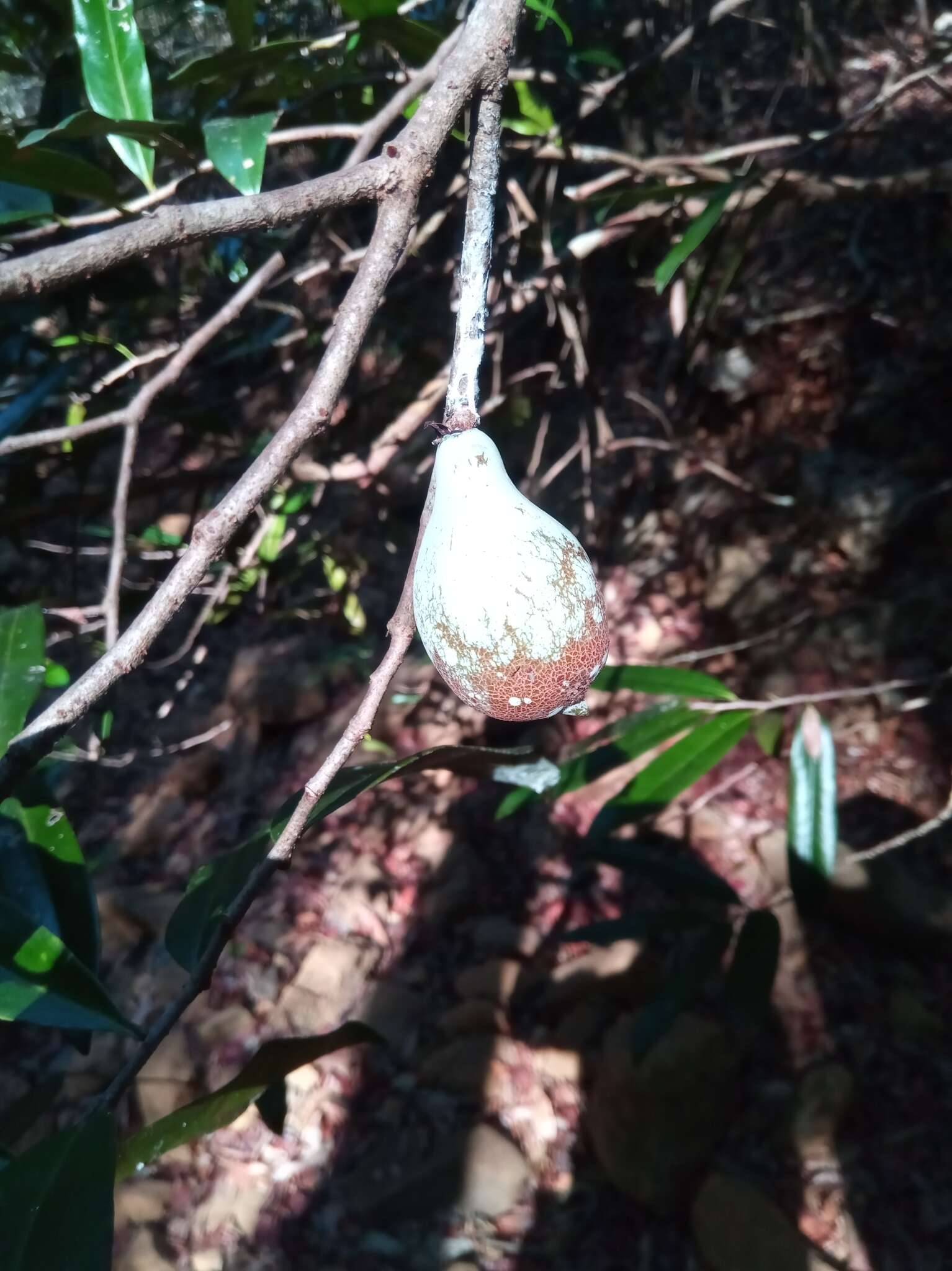 Image de Cinnamosma fragrans Baill.