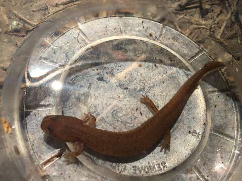 Image of Spring Salamander