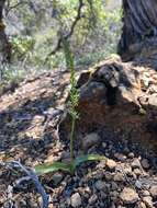 Image of narrow-petal rein orchid