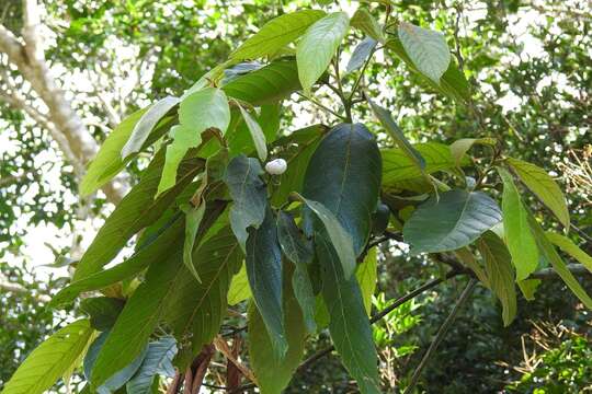 صورة Nectandra reticulata (Ruiz & Pav.) Mez