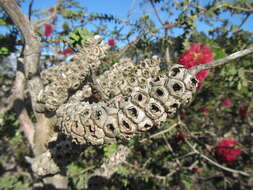 Image of Melaleuca elliptica Labill.