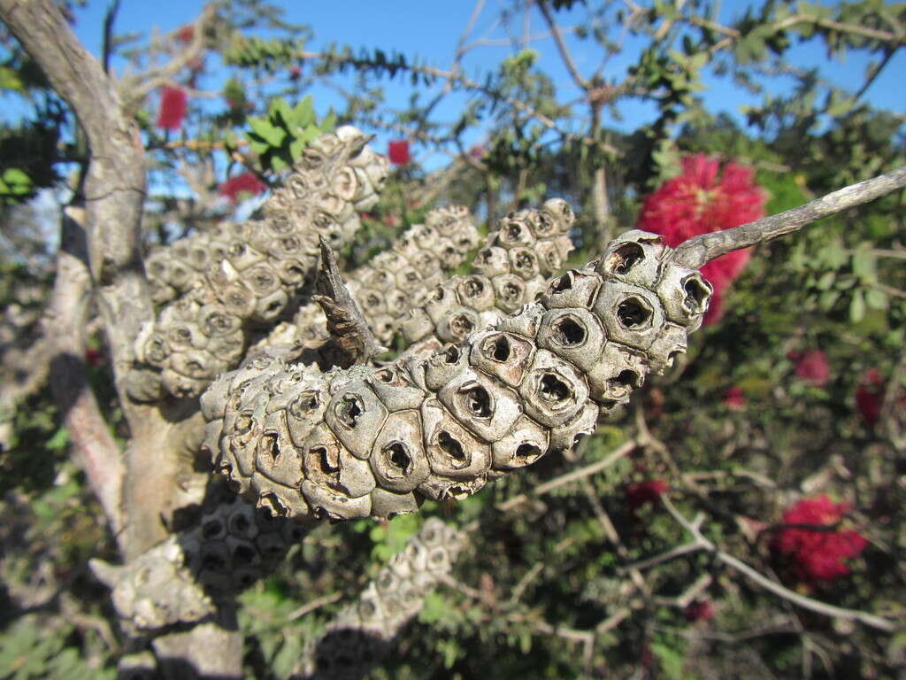 Image of Melaleuca elliptica Labill.