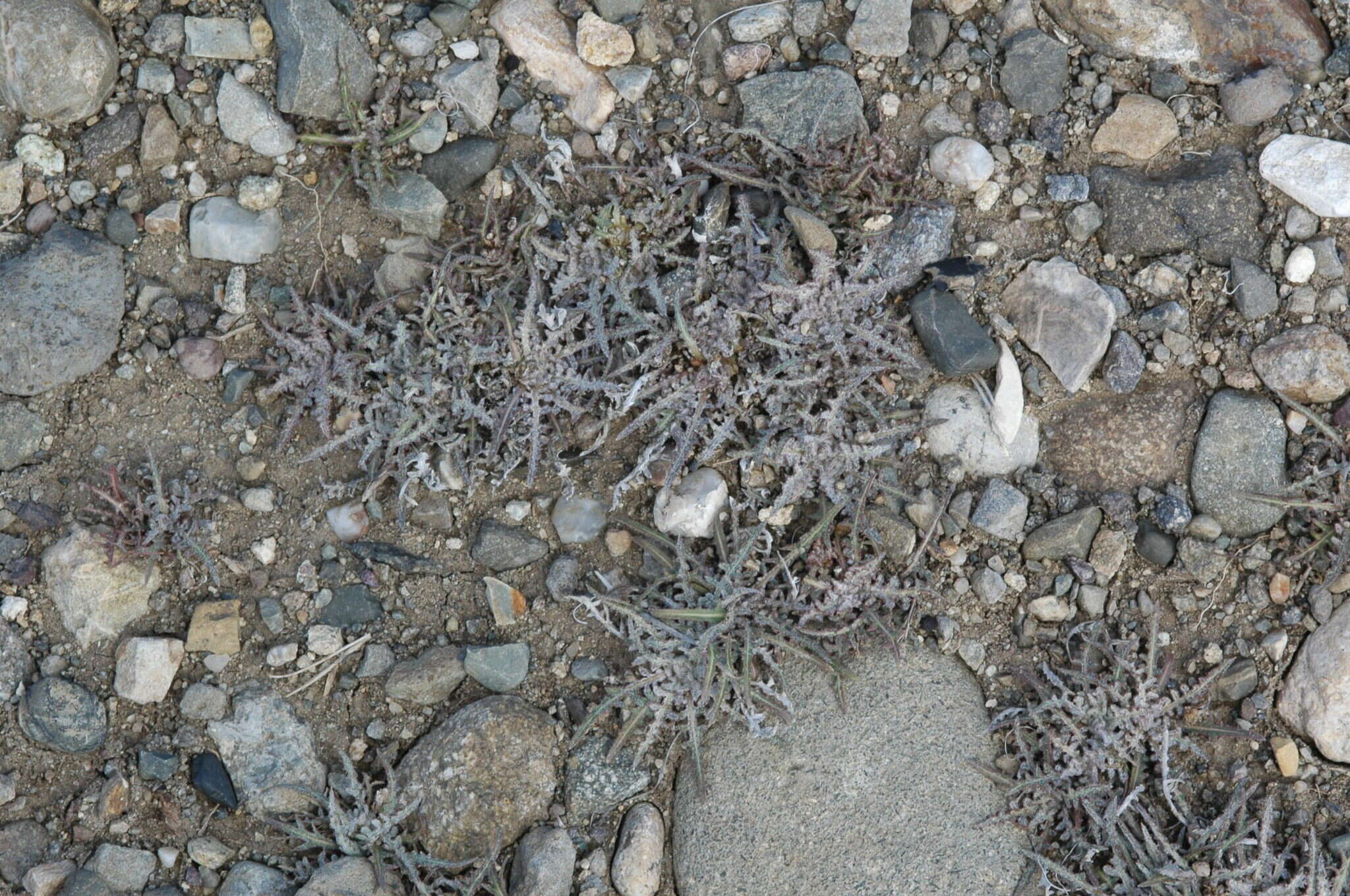 Image of Alstroemeria patagonica Phil.