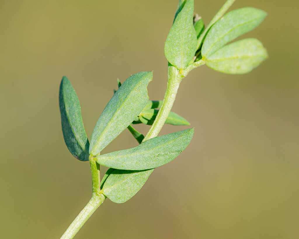 Image of Narrow-leaved Bird's-foot-trefoil