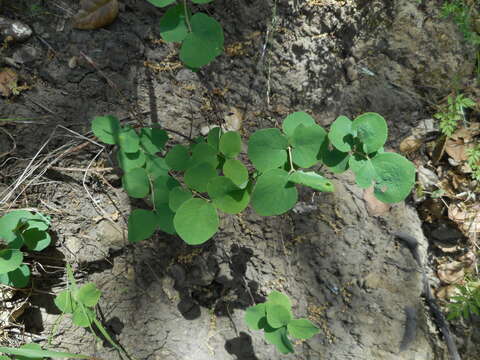 Image of creeping snowberry