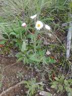 Image of streamside fleabane