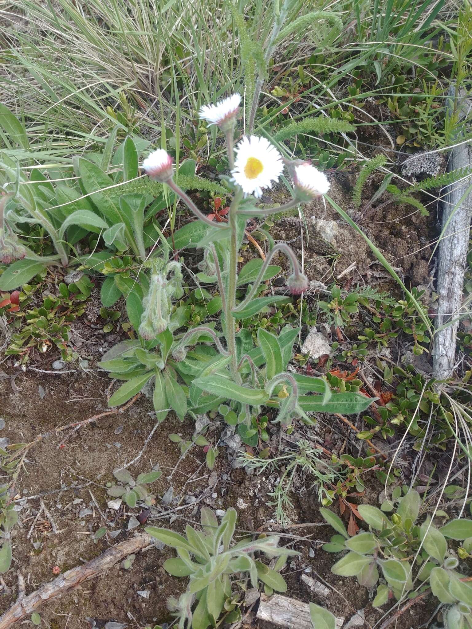 Image of streamside fleabane