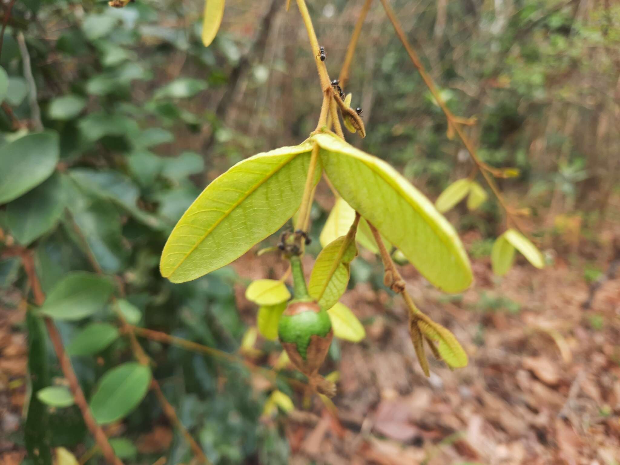 Image of Enkleia malaccensis Griff.