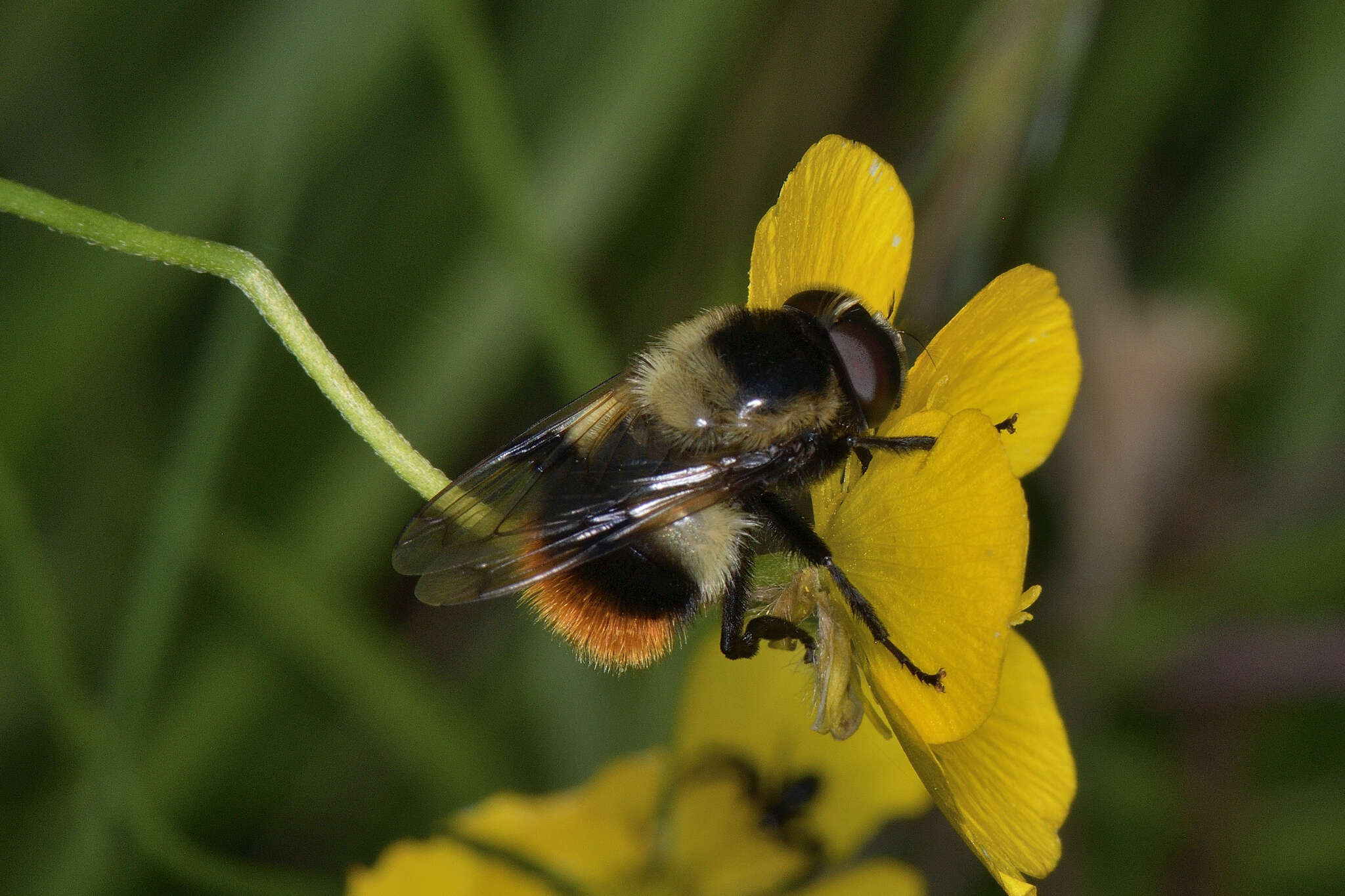 Image of bumblebee hoverfly