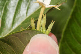 Image of Chomelia spinosa Jacq.