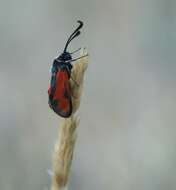 Image of Zygaena punctum Ochsenheimer 1808