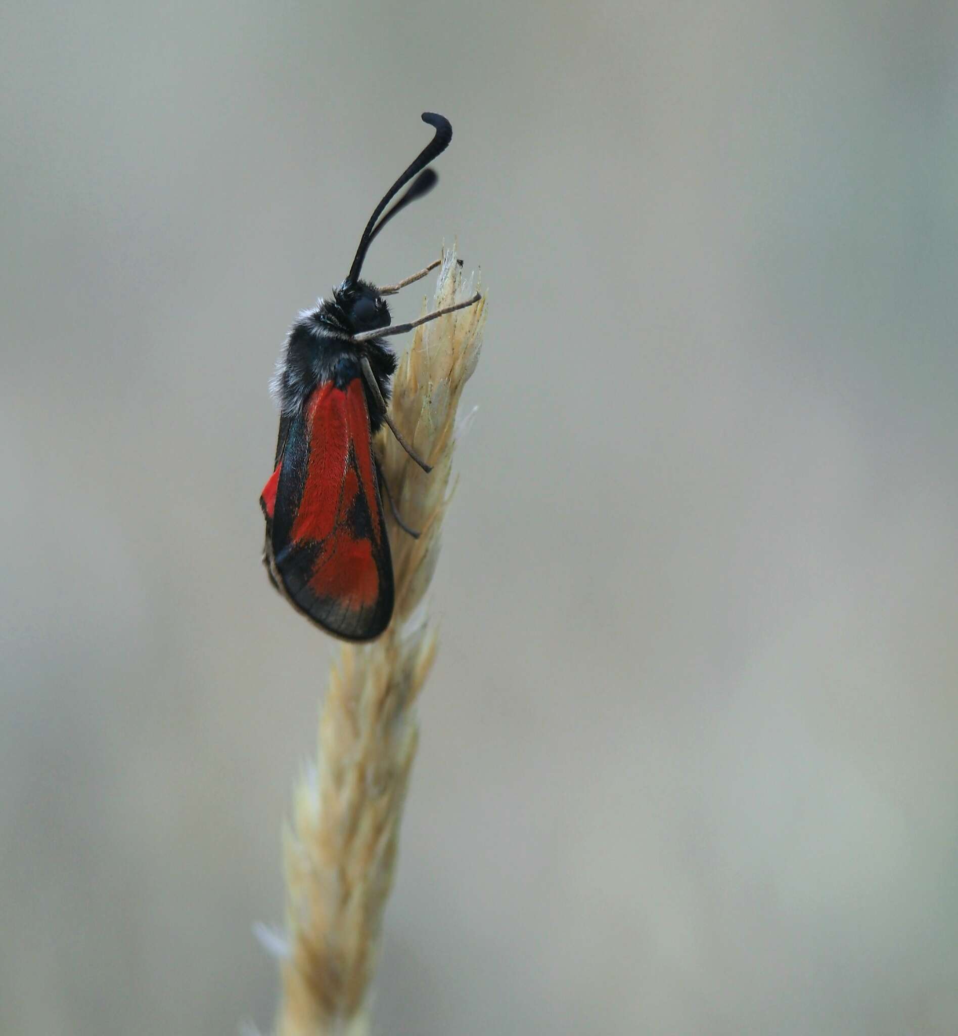 Image of Zygaena punctum Ochsenheimer 1808