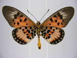 Image of Acraea abdera Hewitson 1852