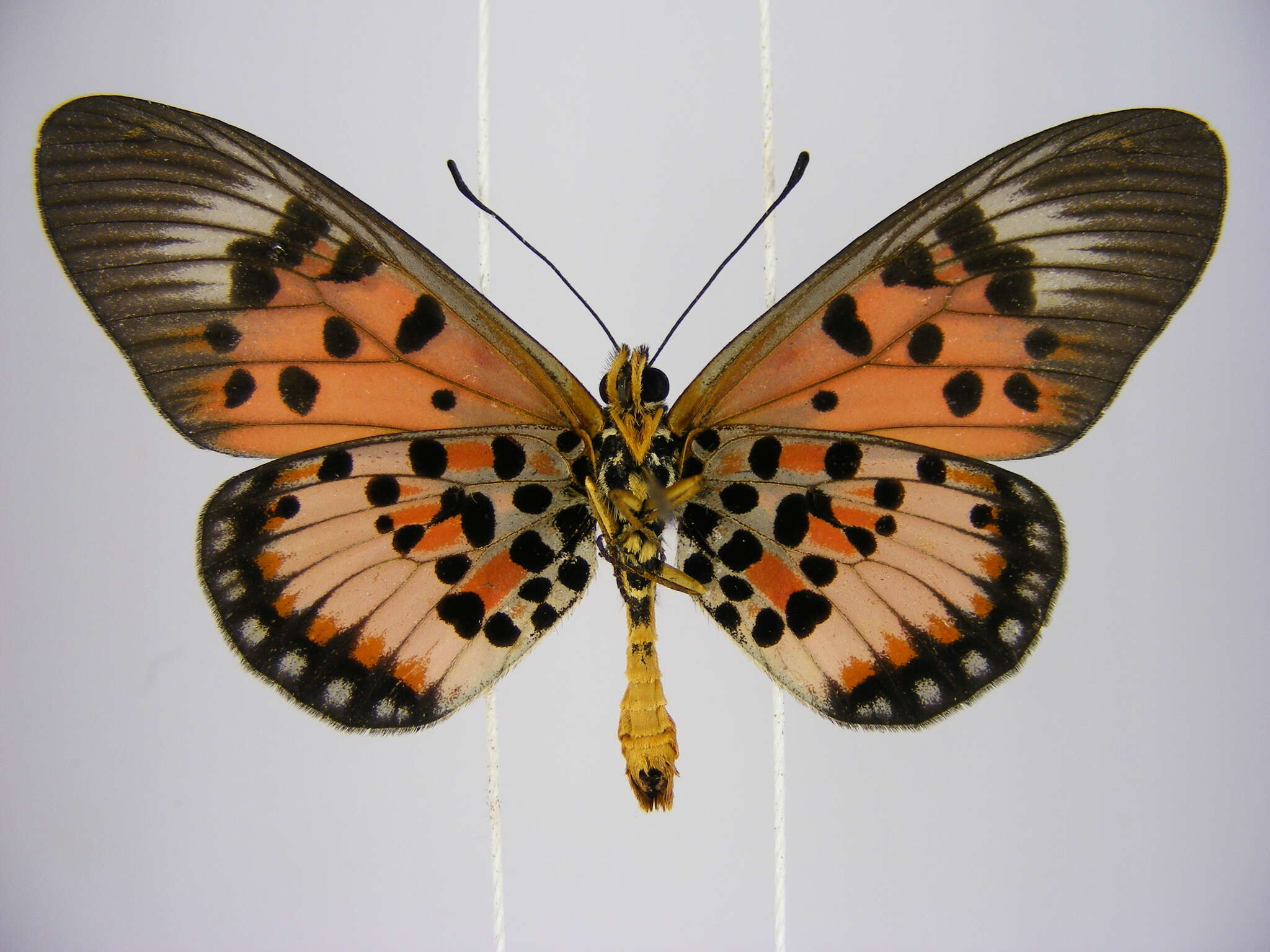 Image of Acraea abdera Hewitson 1852