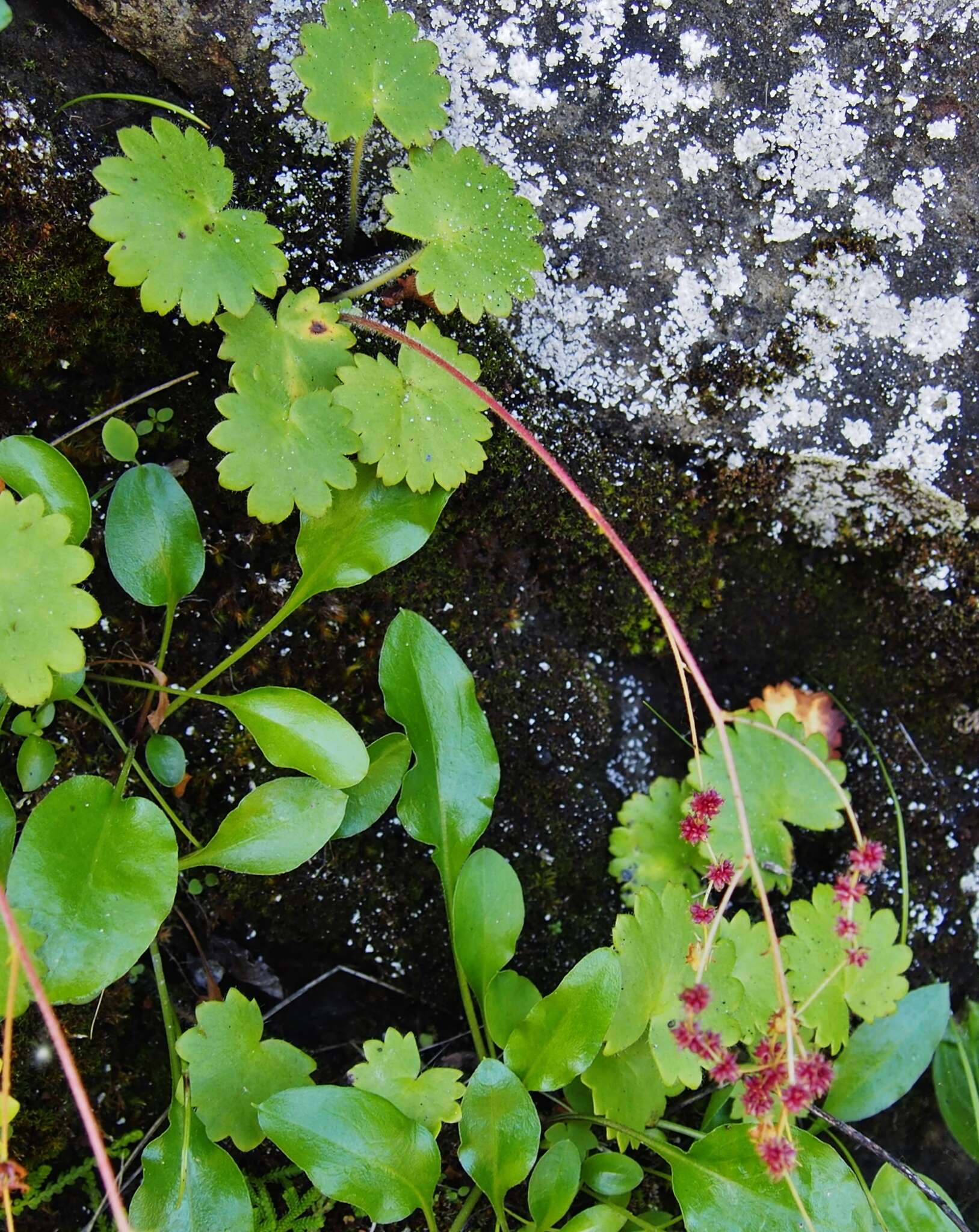 Image of wood saxifrage