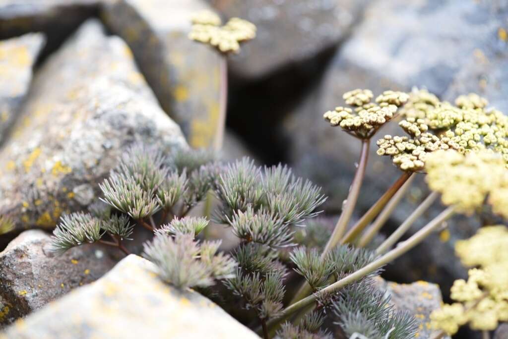 Image of Hoover's desertparsley