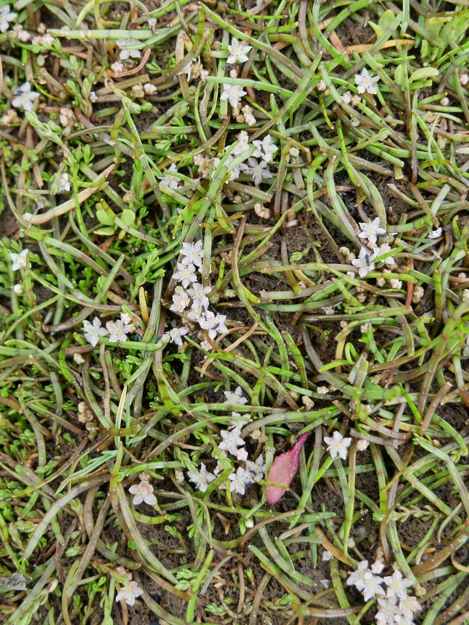 Image of Crassula sinclairii (Hook. fil.) A. P. Druce & D. R. Given