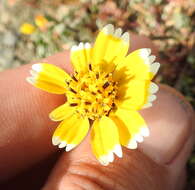 Слика од Layia chrysanthemoides (DC.) A. Gray