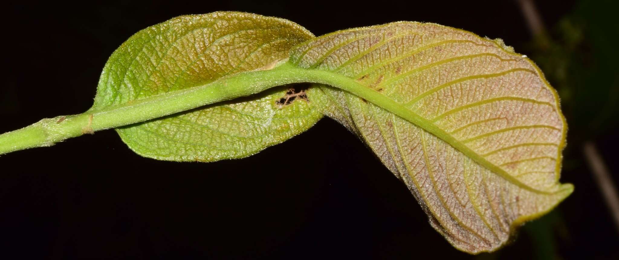 Ruprechtia fusca Fern. resmi