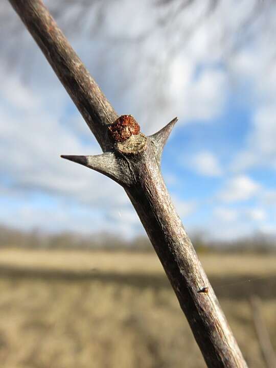 Image of common pricklyash